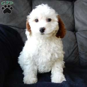 Chester, Cavapoo Puppy
